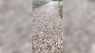 Maevaa Sinaloa - I Swallow A Jogger's Cum In The Forest