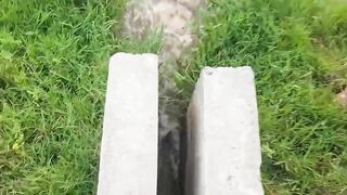 pakistani hot stepsister hardcore sex and play game with her stepbrother full hot sex movies