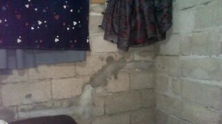Dirty and Sloppy Fuckface Live Webcam - Full Live #1